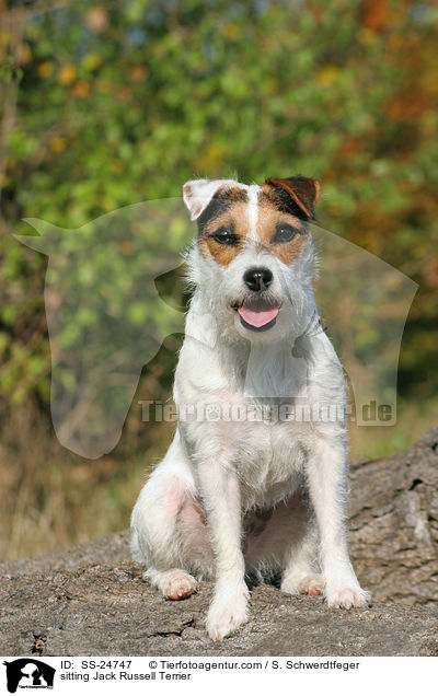 sitzender Parson Russell Terrier / sitting Parson Russell Terrier / SS-24747
