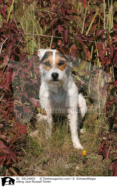 sitzender Parson Russell Terrier / sitting Parson Russell Terrier / SS-24803