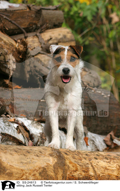 sitzender Parson Russell Terrier / sitting Parson Russell Terrier / SS-24813