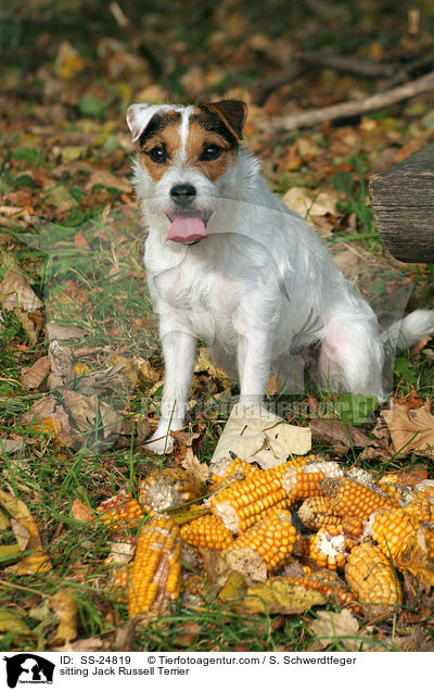 sitzender Parson Russell Terrier / sitting Parson Russell Terrier / SS-24819