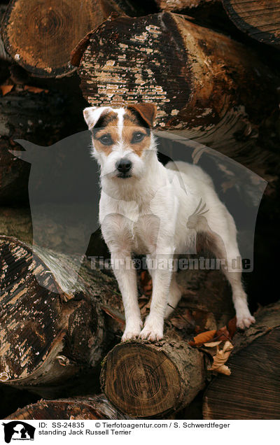 stehender Parson Russell Terrier / standing Parson Russell Terrier / SS-24835