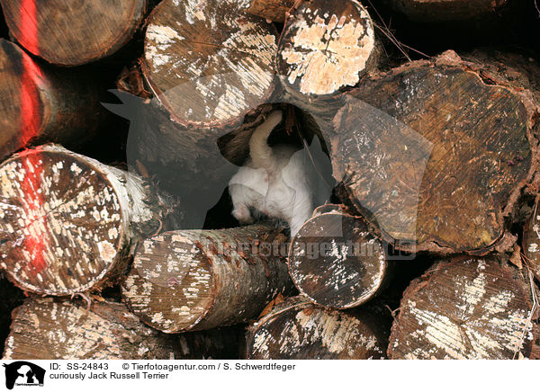 neugieriger Parson Russell Terrier / curiously Parson Russell Terrier / SS-24843