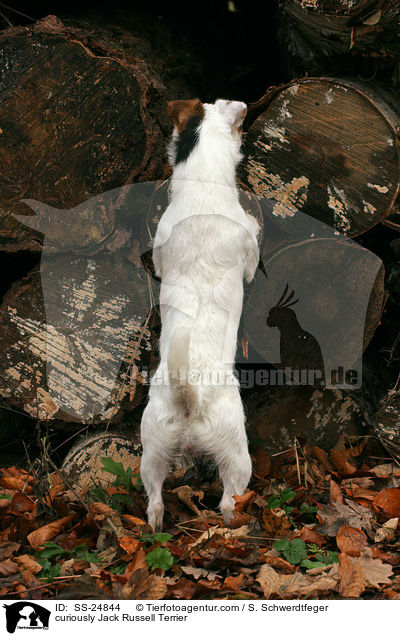 neugieriger Parson Russell Terrier / curiously Parson Russell Terrier / SS-24844