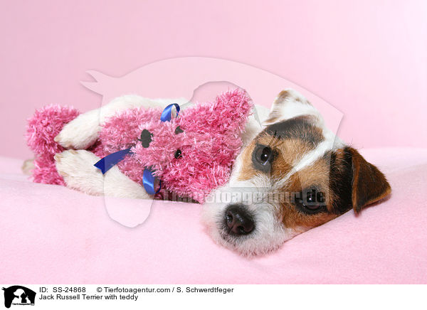 Jack Russell Terrier with teddy / SS-24868
