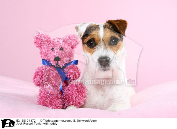 Jack Russell Terrier with teddy / SS-24872