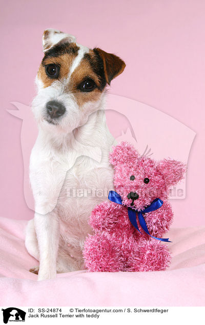Jack Russell Terrier with teddy / SS-24874