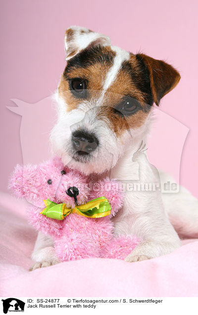 Jack Russell Terrier with teddy / SS-24877