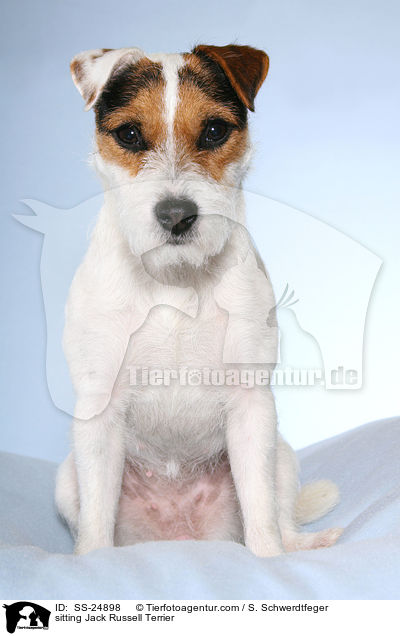 sitting Jack Russell Terrier / SS-24898