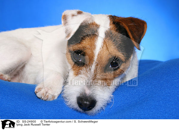 liegender Parson Russell Terrier / lying Parson Russell Terrier / SS-24900