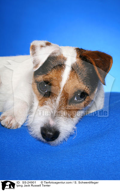 liegender Parson Russell Terrier / lying Parson Russell Terrier / SS-24901