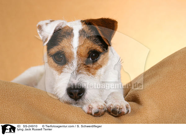lying Jack Russell Terrier / SS-24910
