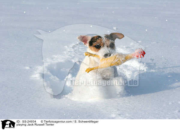 spielender Parson Russell Terrier / playing Parson Russell Terrier / SS-24934