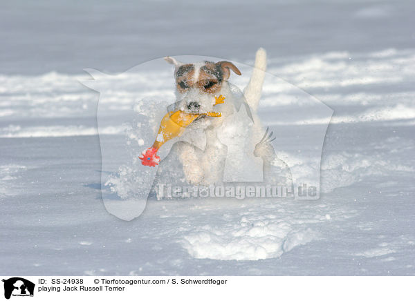 spielender Parson Russell Terrier / playing Parson Russell Terrier / SS-24938