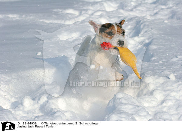 spielender Parson Russell Terrier / playing Parson Russell Terrier / SS-24939