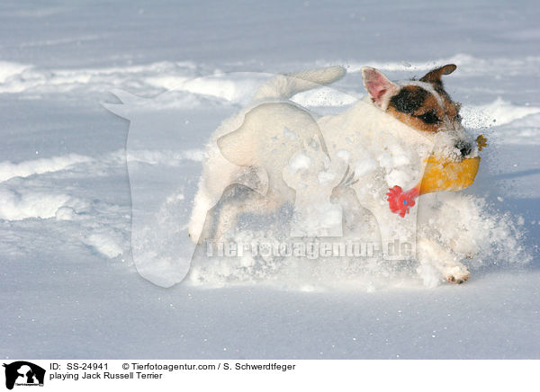 spielender Parson Russell Terrier / playing Parson Russell Terrier / SS-24941