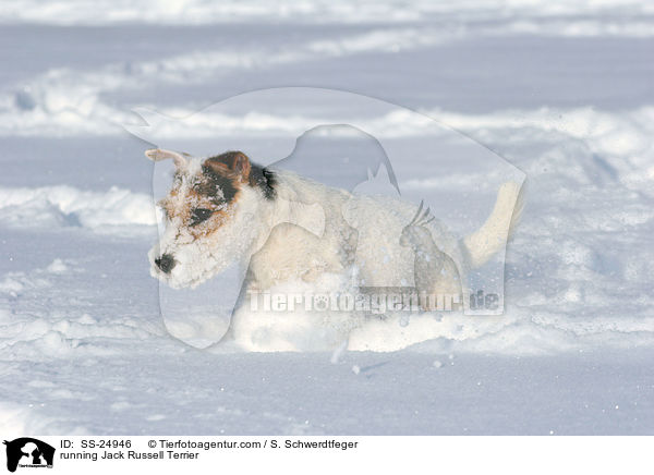 rennender Parson Russell Terrier / running Parson Russell Terrier / SS-24946