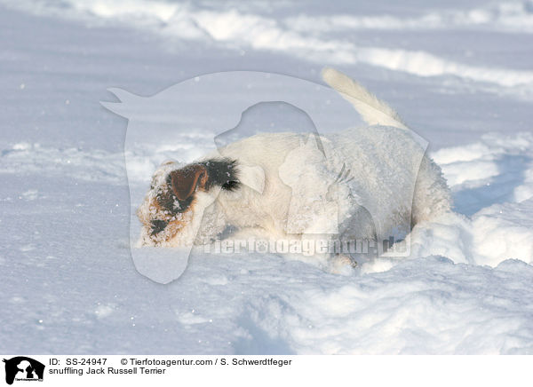 schnuppernder Parson Russell Terrier / snuffling Parson Russell Terrier / SS-24947