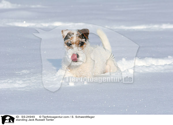 stehender Parson Russell Terrier / standing Parson Russell Terrier / SS-24949