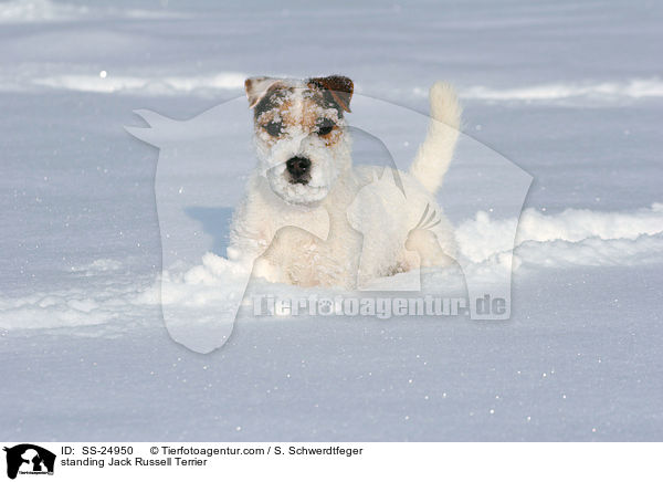 stehender Parson Russell Terrier / standing Parson Russell Terrier / SS-24950