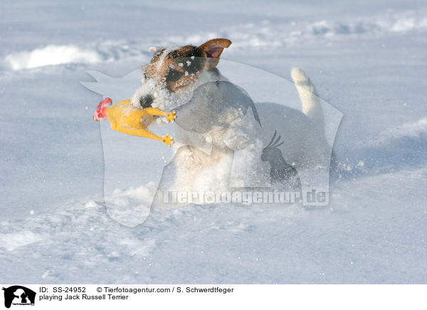 spielender Parson Russell Terrier / playing Parson Russell Terrier / SS-24952