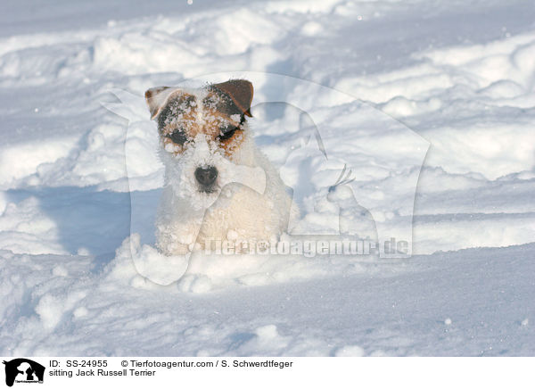 sitzender Parson Russell Terrier / sitting Parson Russell Terrier / SS-24955