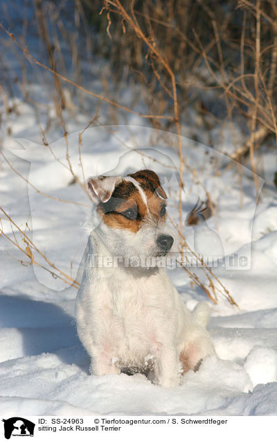 sitzender Parson Russell Terrier / sitting Parson Russell Terrier / SS-24963