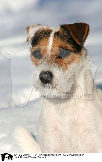 Parson Russell Terrier Portrait / Parson Russell Terrier Portrait / SS-24974