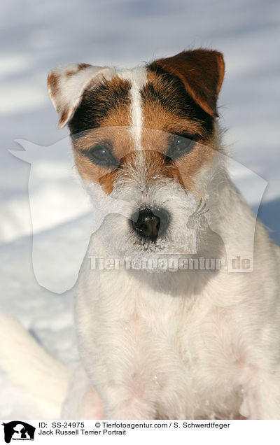 Parson Russell Terrier Portrait / Parson Russell Terrier Portrait / SS-24975