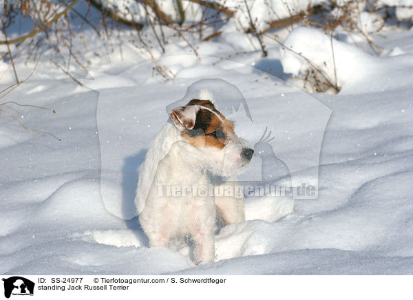 stehender Parson Russell Terrier / standing Parson Russell Terrier / SS-24977