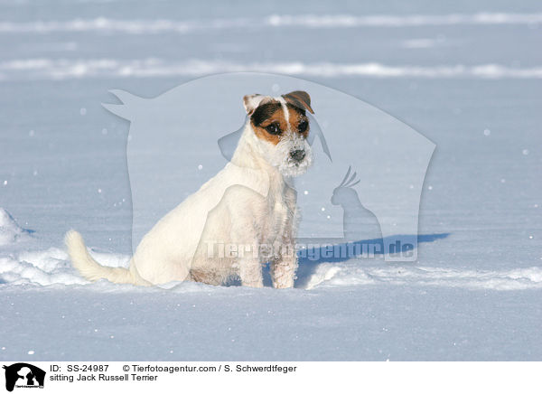sitzender Parson Russell Terrier / sitting Parson Russell Terrier / SS-24987