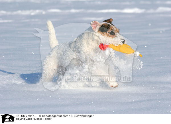 spielender Parson Russell Terrier / playing Parson Russell Terrier / SS-25014