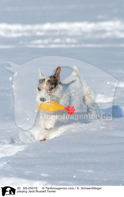 spielender Parson Russell Terrier / playing Parson Russell Terrier / SS-25016