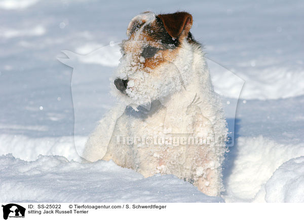 sitzender Parson Russell Terrier / sitting Parson Russell Terrier / SS-25022