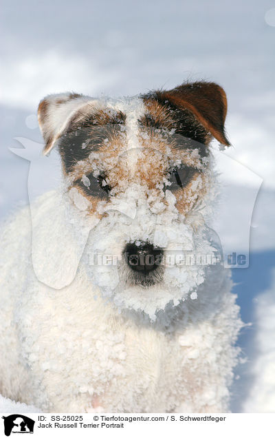 Parson Russell Terrier Portrait / Parson Russell Terrier Portrait / SS-25025