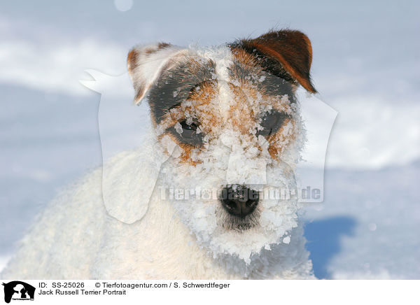 Parson Russell Terrier Portrait / Parson Russell Terrier Portrait / SS-25026