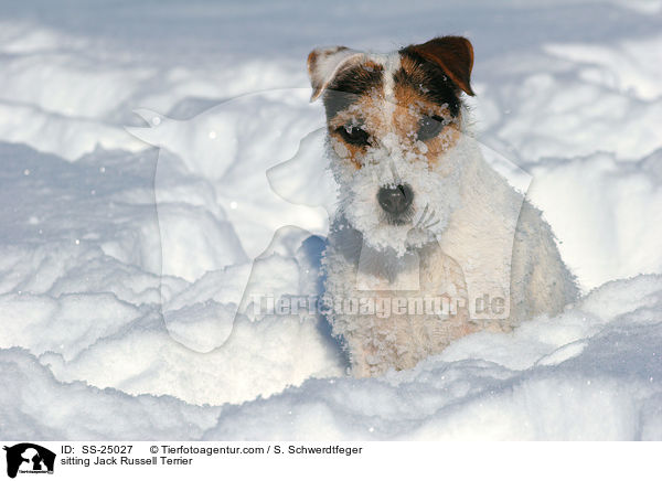 sitting Jack Russell Terrier / SS-25027
