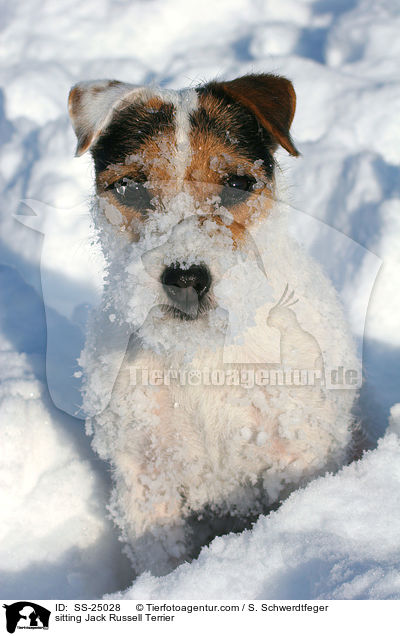 sitzender Parson Russell Terrier / sitting Parson Russell Terrier / SS-25028