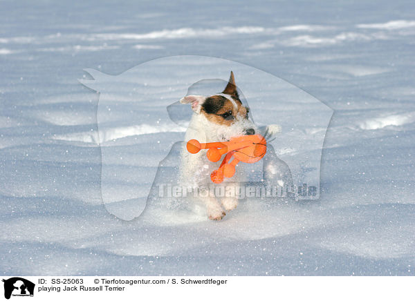 spielender Parson Russell Terrier / playing Parson Russell Terrier / SS-25063