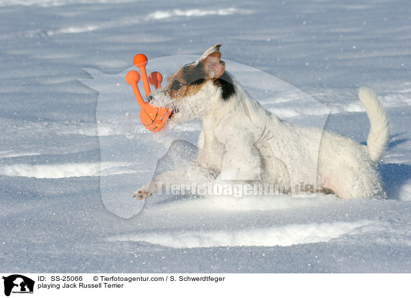 spielender Parson Russell Terrier / playing Parson Russell Terrier / SS-25066