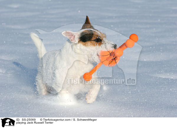 spielender Parson Russell Terrier / playing Parson Russell Terrier / SS-25069