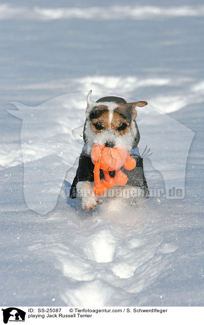 spielender Parson Russell Terrier / playing Parson Russell Terrier / SS-25087