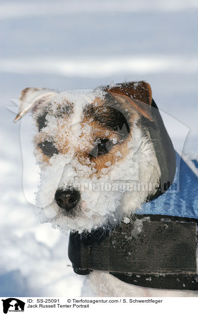 Parson Russell Terrier Portrait / Parson Russell Terrier Portrait / SS-25091