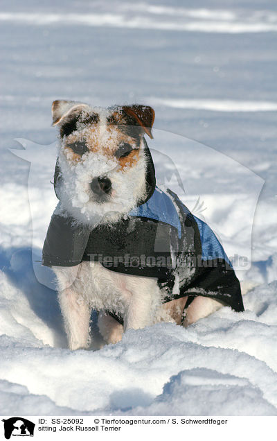sitzender Parson Russell Terrier / sitting Parson Russell Terrier / SS-25092