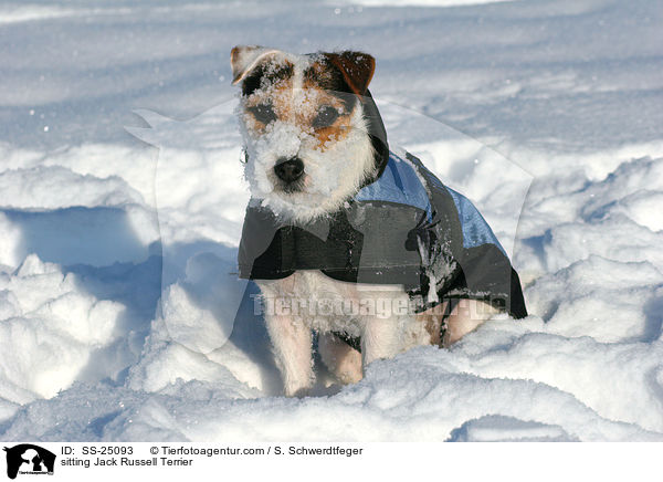 sitzender Parson Russell Terrier / sitting Parson Russell Terrier / SS-25093