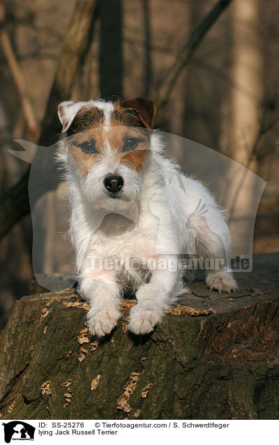 liegender Parson Russell Terrier / lying Parson Russell Terrier / SS-25276