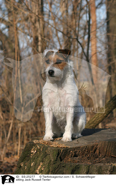 sitzender Parson Russell Terrier / sitting Parson Russell Terrier / SS-25277