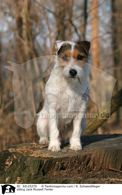 sitzender Parson Russell Terrier / sitting Parson Russell Terrier / SS-25278