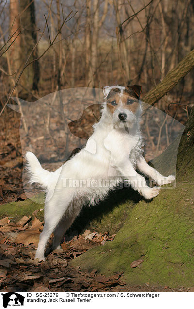 stehender Parson Russell Terrier / standing Parson Russell Terrier / SS-25279