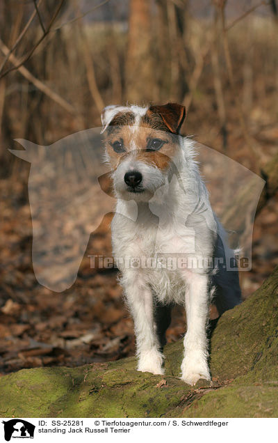 stehender Parson Russell Terrier / standing Parson Russell Terrier / SS-25281