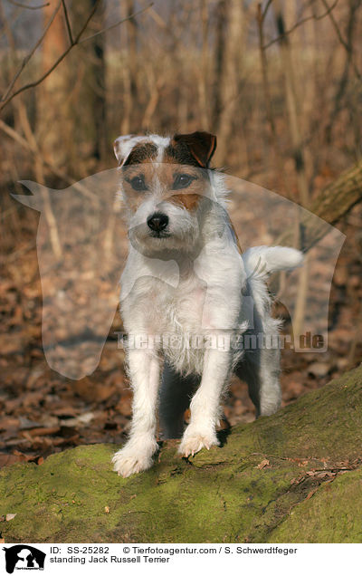 stehender Parson Russell Terrier / standing Parson Russell Terrier / SS-25282